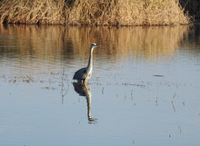 A Great Blue Heron Standing In The Waters Of The Colusa National Wildlife Refuge, In The Sacramento Valley, California.