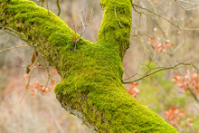 Tree Trunk Covered With Moss