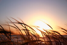 Reeds At The Beach During Sunset