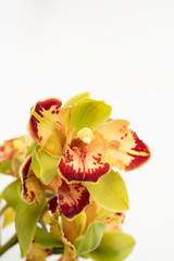 Wall Mural - Vibrant green and red orchid on white background