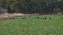 Wildlife Scene Filled With Deer And Wild Turkeys In A Grassy Field