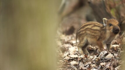 Wall Mural - closeup young wild boars sus scrofa, piggy running in dark woods. wildlife scene of furry animals in