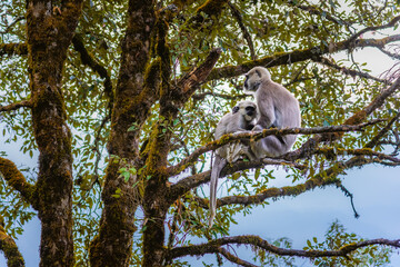 gray or hanuman langurs are most widespread langurs of the indian subcontinent, group of old world m
