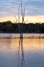 Vertical Shot Of A Bare Tree In A Pond Surrounded By Bushes During The Sunset In Autumn