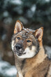 portrait of a female dog of the Japanese shikoku breed
Beautiful dog walks in snowy forest