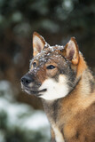 Fototapeta Konie - portrait of a female dog of the Japanese shikoku breed
Beautiful dog walks in snowy forest
