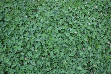 clovers