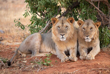 TSAVO EAST NATIONAL PARK, KENYA, AFRICA: Tsavo Lions Resting Under The Shade Of A Bush In The Evening