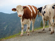 White Brown Spotted Cow Stay In A Mountain