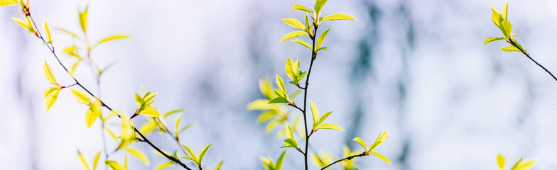 Wall Mural - Panoramic spring scenery with green leaves on a sunny day