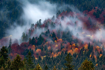 Wall Mural - Silhouette of forest with dense fog.