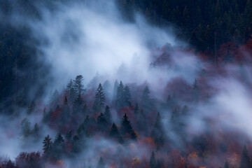 Wall Mural - Silhouette of forest with dense fog.