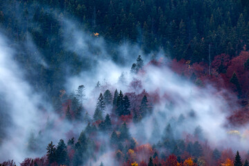 Wall Mural - Silhouette of forest with dense fog.