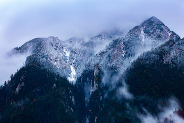 Wall Mural - Silhouette of forest with dense fog.