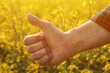 Rapeseed farmer gesturing thumbs up on cultivated field