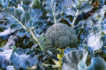 Close-up of the broccoli plant growing in the vegetable garden.