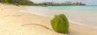 Vue d'une noix de coco fraîche sur une plage de sable fin. Antigua, plage de la vallée de l'église. Ile des Caraïbes.	