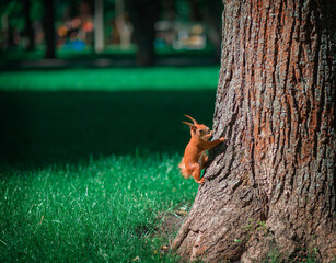 squirrel on a tree