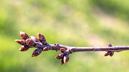 spring sprouts of cherry tree twig in March in the Italian Lazio region,macro close-up