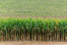 Corn Plantation Ready For Harvest