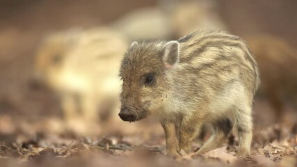Wall Mural - closeup young wild boar sus scrofa calm piggy looking for nutriment in dark woods. wildlife tranquil