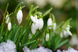 Fototapeta Tulipany - Tiny snowdrop flowers (galanthus nivalis) emerging in early spring