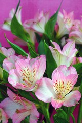 Wall Mural - A bunch of white and pink Alstroemeria Lily of the Incas flowers