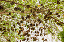 .many Small African Birds Black-headed Yellow Weaver On A Tree Near Its Nests