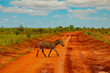 a zebra covered in red sand in Tsavo National Park crosses the road