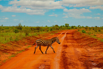 a zebra covered in red sand in tsavo national park crosses the road