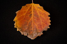 Isolated Macro Of Orange Fall Leaf