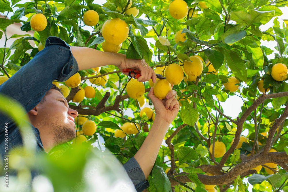 Smiling young man farmer harvesting, picking lemons in the orchard - obrazy, fototapety, plakaty 