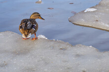 A Lone Duck Sits On An Ice Floe On A Spring River.
