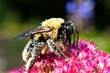 Big Bumble Bee Covered in Pollen 