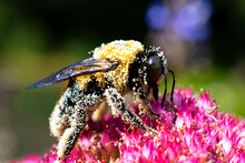Big Bumble Bee Covered In Pollen 