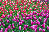 Fototapeta Tulipany - 꽃밭에서 아름답게 활짝 핀 튤립