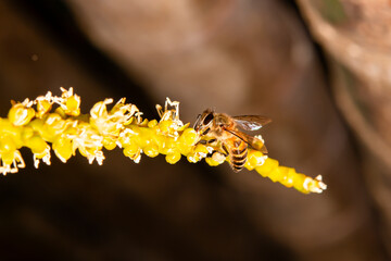 Canvas Print - The bee is collecting nectar from flowers.