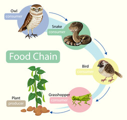 Wall Mural - Food chain diagram concept