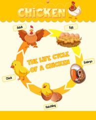 Canvas Print - Diagram showing life cycle of Chicken