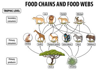 Sticker - Education poster of biology for food webs and food chains diagram