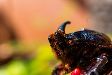 bug on a leaf