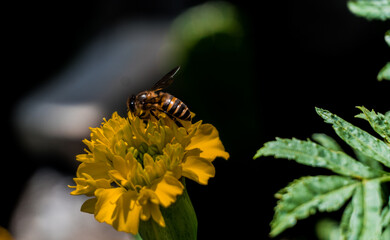 Poster - bee on a flower