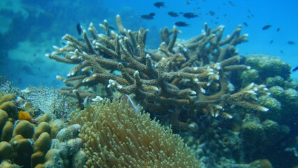  coral reef with fish