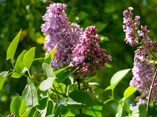 A bunch of their delicate purple terry lilac flowers in a spring garden.