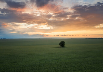 Wall Mural - aerial view with green field and a lonely tree in the middle at sunset.