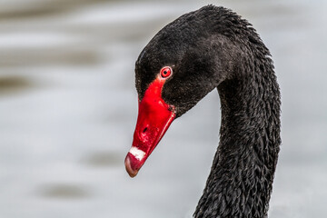 Aufkleber - A very close up profile portrait of a black swam showing just the head and neck