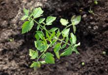 Tomato Seedling In The Ground
