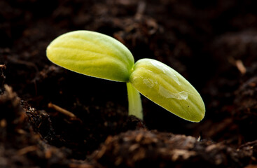 A small sprout of a cucumber in the ground in spring.