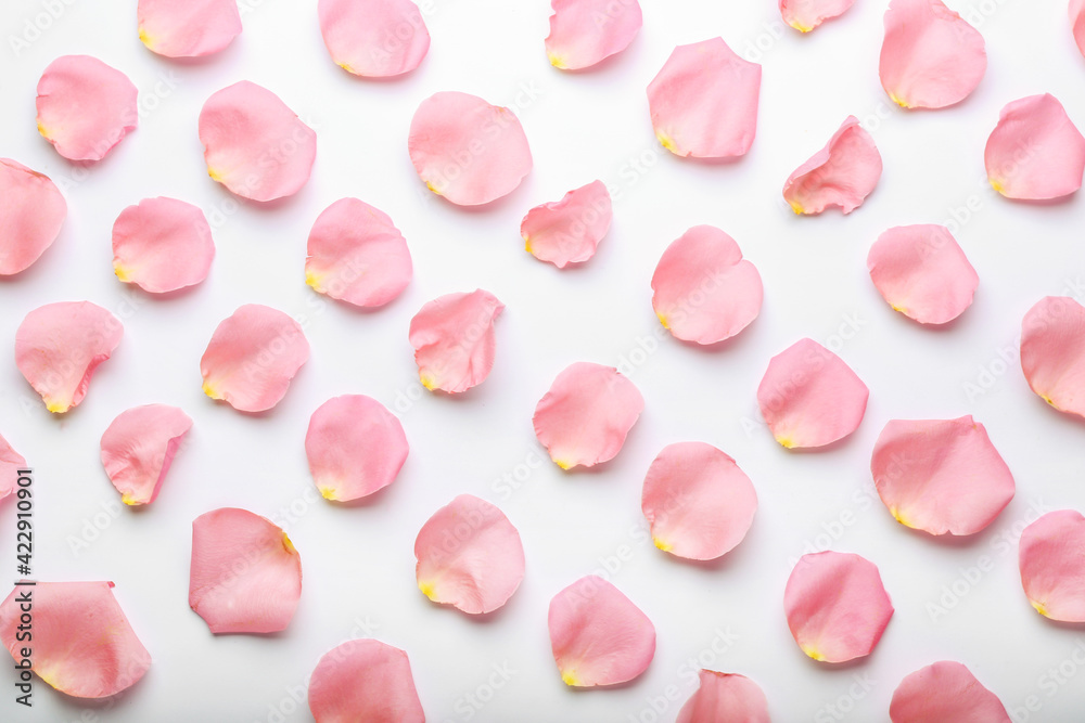 Beautiful pink rose petals on white background