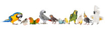 Group Of Birds